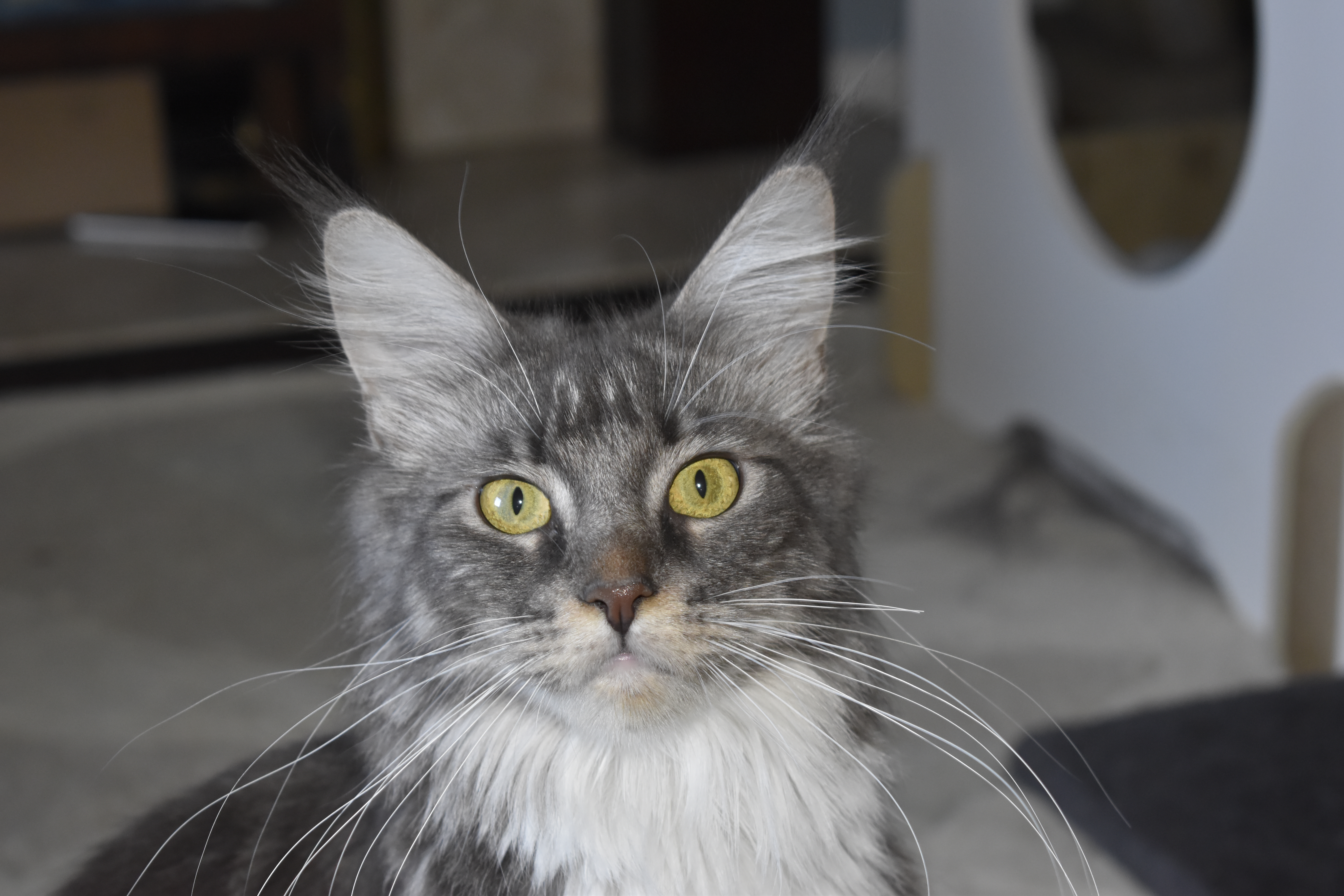 Kitten photo placeholder